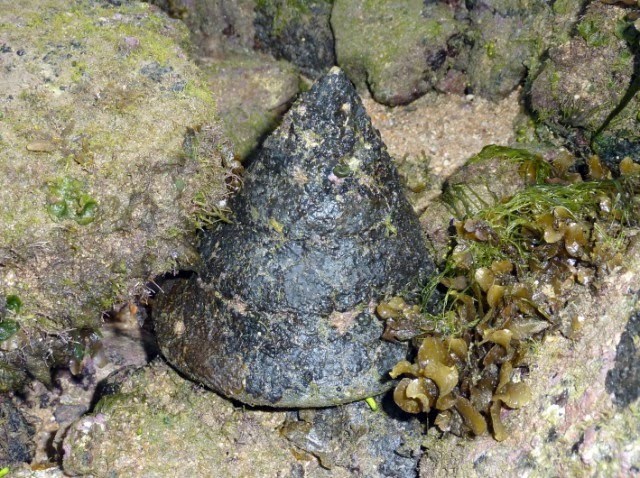 Phê duyệt Thuyết minh đề tài nghiên cứu xây dựng quy trình sinh sản nhân tạo ốc đụn cái